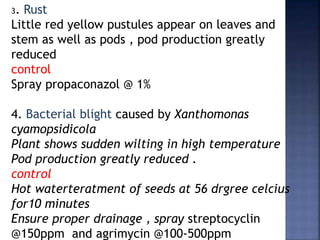 3. Rust
Little red yellow pustules appear on leaves and
stem as well as pods , pod production greatly
reduced
control
Spray propaconazol @ 1%
4. Bacterial blight caused by Xanthomonas
cyamopsidicola
Plant shows sudden wilting in high temperature
Pod production greatly reduced .
control
Hot waterteratment of seeds at 56 drgree celcius
for10 minutes
Ensure proper drainage , spray streptocyclin
@150ppm and agrimycin @100-500ppm
 