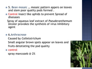  5. Bean mosaic … mosaic pattern appers on leaves
and stem poor quality pods formed .
 Control insect like aphids to prevent Spread of
disesases
Spray of aqueous leaf extract of Pseuderanthemum
bicolor provokes the synthesis of virus inhibitory
agent
 6.Anthracnose
Caused by Colletotrichum
Small angular brown spots appear on leaves and
fruits detotiating the pod quality
 control
spray mancozeb @ 2%
 