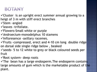 Cluster is an upright erect summer annual growing to a
heigt of 3 m with stiff erect branches
Stem -angled
leaves -trifoliate.
Flowers-Small white or purple
Androecium-monodelphus 10 stamens
Infloresence -axillary racemes.
Fruits -compressed, erect and 4-10 cm long double ridge
on dorsal side single ridge below , beaked
seeds- 5 to 12 white to grey or black coloured seeds per
fruit
Root system- deep roots
The bean has a large endosperm.The endosperm contains
large amounts of gum which is the marketable product of the
plant.
 