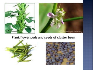 Plant,flower,pods and seeds of cluster bean
 