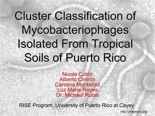 Cluster Classification of
 Mycobacteriophages
Isolated From Tropical
  Soils of Puerto Rico
                 Nicole Colón
                Alberto Cintrón
              Carolina Montañez
               Luz Marie Reyes
              Dr. Michael Rubin
RISE Program, University of Puerto Rico at Cayey
                                          http://phagesdb.org/
 