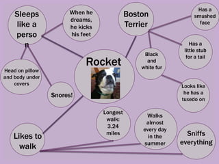 Sleeps
like a
perso
n
When he
dreams,
he kicks
his feet
Boston
Terrier
Rocket
Head on pillow
and body under
covers
Black
and
white fur
Has a
little stub
for a tail
Looks like
he has a
tuxedo on
Snores!
Likes to
walk
Has a
smushed
face
Longest
walk:
3.24
miles
Walks
almost
every day
in the
summer
Sniffs
everything