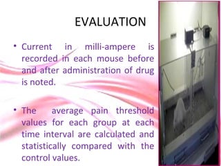 EVALUATION
• Current in milli-ampere is
recorded in each mouse before
and after administration of drug
is noted.
• The average pain threshold
values for each group at each
time interval are calculated and
statistically compared with the
control values.
 