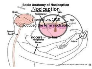 Nociception
Sherington, 1910
introduced the term nociception
nocere – ‘to harm’
 