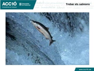 www.acc10.cat
Trobar els salmonsTrobar els salmons
 
