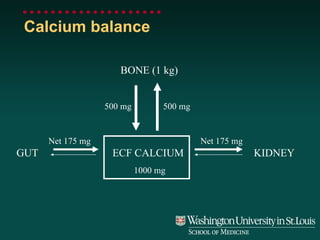 Calcium balance ECF CALCIUM GUT KIDNEY BONE (1 kg) Net 175 mg Net 175 mg 500 mg 500 mg 1000 mg 