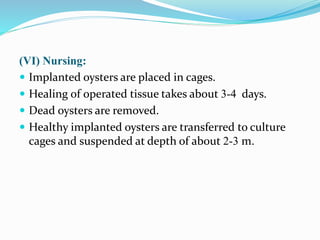 (VI) Nursing:
 Implanted oysters are placed in cages.
 Healing of operated tissue takes about 3-4 days.
 Dead oysters a...