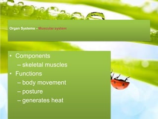 Organ Systems - Muscular system

• Components
– skeletal muscles
• Functions
– body movement
– posture
– generates heat

 