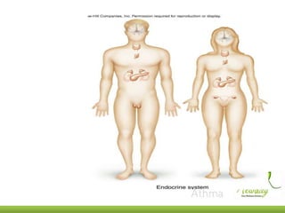 Clwc   anatomy - 03-11-2013