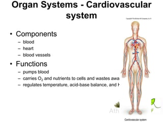 Organ Systems - Cardiovascular
system
• Components
– blood
– heart
– blood vessels

• Functions
– pumps blood
– carries O2 and nutrients to cells and wastes away
– regulates temperature, acid-base balance, and H2O

 