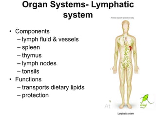 Organ Systems- Lymphatic
system
• Components
– lymph fluid & vessels
– spleen
– thymus
– lymph nodes
– tonsils
• Functions
– transports dietary lipids
– protection

 