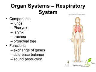 Organ Systems – Respiratory
System
• Components
– lungs
– Pharynx
– larynx
– trachea
– bronchial tree
• Functions
– exchange of gases
– acid-base balance
– sound production

 