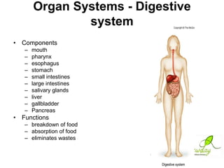Organ Systems - Digestive
system
• Components
–
–
–
–
–
–
–
–
–
–

mouth
pharynx
esophagus
stomach
small intestines
large intestines
salivary glands
liver
gallbladder
Pancreas

• Functions
– breakdown of food
– absorption of food
– eliminates wastes

 