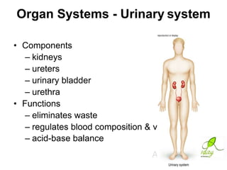 Organ Systems - Urinary system
• Components
– kidneys
– ureters
– urinary bladder
– urethra
• Functions
– eliminates waste
– regulates blood composition & volume
– acid-base balance

 