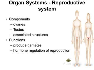 Organ Systems - Reproductive
system
• Components
– ovaries
– Testes
– associated structures
• Functions
– produce gametes
– hormone regulation of reproduction

 