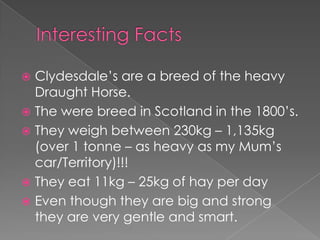 Clydesdales | PPTX
