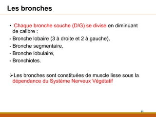 Les bronches
• Chaque bronche souche (D/G) se divise en diminuant
de calibre :
- Bronche lobaire (3 à droite et 2 à gauche),
- Bronche segmentaire,
- Bronche lobulaire,
- Bronchioles.
Les bronches sont constituées de muscle lisse sous la
dépendance du Système Nerveux Végétatif
11
 