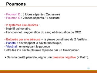 Poumons
• Poumon D : 3 lobes séparés / 2scissures
• Poumon G : 2 lobes séparés / 1 scissure
• 2 systèmes circulatoires :
- Nutritif pulmonaire,
- Fonctionnel : oxygénation du sang et évacuation du CO2
• Entourés par une séreuse = la plèvre constituée de 2 feuillets :
- Pariétal : enveloppant la cavité thoracique,
- Viscéral : enveloppant le poumon
Entre les 2 = cavité pleurale tapissée par un film liquidien.
Dans la cavité pleurale, règne une pression négative (< Patm).
15
 