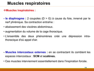 Muscles respiratoires
Muscles inspiratoires :
- le diaphragme : 2 coupoles (D > G) à cause du foie, innervé par le
nerf phrénique. Sa contraction entraîne :
• abaissement des viscères abdominaux.
• augmentation du volume de la cage thoracique.
• L'ensemble des deux phénomènes créé une dépression intra-
thoracique d'où appel d'air.
- Muscles intercostaux externes : en se contractant ils comblent les
espaces intercostaux : SCM et scalènes.
• Ces muscles interviennent essentiellement dans l'inspiration forcée.
19
 
