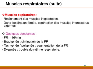 Muscles respiratoires (suite)
Muscles expiratoires :
- Relâchement des muscles inspiratoires,
- Dans l’expiration forcée, contraction des muscles intercostaux
externes.
 Quelques constantes :
- FR = 16/min
- Bradypnée : diminution de la FR
- Tachypnée / polypnée : augmentation de la FR
- Dyspnée : trouble du rythme respiratoire.
20
 