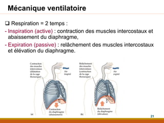 Mécanique ventilatoire
 Respiration = 2 temps :
- Inspiration (active) : contraction des muscles intercostaux et
abaissement du diaphragme,
- Expiration (passive) : relâchement des muscles intercostaux
et élévation du diaphragme.
21
 