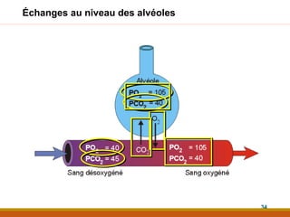 Échanges au niveau des alvéoles
34
 