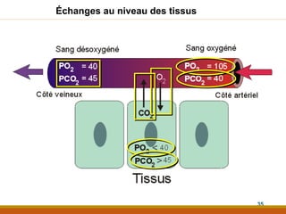 Échanges au niveau des tissus
35
 