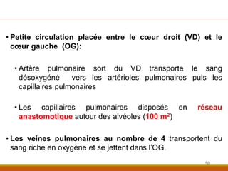 • Petite circulation placée entre le cœur droit (VD) et le
cœur gauche (OG):
• Artère pulmonaire sort du VD transporte le sang
désoxygéné vers les artérioles pulmonaires puis les
capillaires pulmonaires
• Les capillaires pulmonaires disposés en réseau
anastomotique autour des alvéoles (100 m2)
• Les veines pulmonaires au nombre de 4 transportent du
sang riche en oxygène et se jettent dans l’OG.
50
 