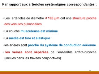 Par rapport aux artérioles systémiques correspondantes :
• Les artérioles de diamètre < 100 μm ont une structure proche
des veinules pulmonaires.
• La couche musculeuse est minime
• La média est fine et élastique
• les artères sont proche du système de conduction aérienne
• les veines sont séparées de l’ensemble artère-bronche
(inclues dans les travées conjonctives)
54
 