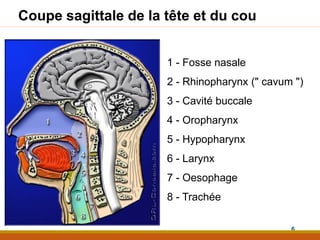 Coupe sagittale de la tête et du cou
6
1 - Fosse nasale
2 - Rhinopharynx (" cavum ")
3 - Cavité buccale
4 - Oropharynx
5 - Hypopharynx
6 - Larynx
7 - Oesophage
8 - Trachée
 