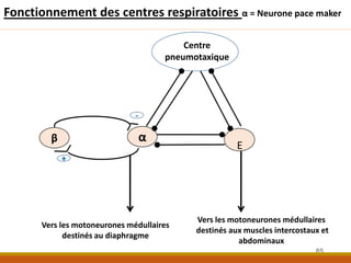Centre
pneumotaxique
Vers les motoneurones médullaires
destinés au diaphragme
Vers les motoneurones médullaires
destinés aux muscles intercostaux et
abdominaux
α
β
-
E
Fonctionnement des centres respiratoires α = Neurone pace maker
85
 
