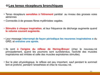 • Tenso récepteurs sensibles à l'étirement pariétal au niveau des grosses voies
aériennes
• Connectés à de grosses fibres myélinisées vagales.
• Stimulés à chaque inspiration, et leur fréquence de décharge augmente quand
le volume courant augmente.
• Leur message interrompt de façon périodique les neurones inspiratoires α du
GRD, et entraine une apnée.
• Ils sont à l'origine du réflexe de Hering-Breuer (chez le nouveau-né
principalement, quand les poumons sont surdistendus, l'activité des muscles
inspiratoires est inhibée et celle des muscles expiratoires stimulée).
• Sur le plan physiologique, le reflexe est peu important, sauf pendant le sommeil
lent et profond, pendant l’anesthésie et chez le nouveau né.
89
Les tenso récepteurs bronchiques
 