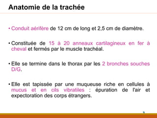 Anatomie de la trachée
• Conduit aérifère de 12 cm de long et 2,5 cm de diamètre.
• Constituée de 15 à 20 anneaux cartilagineux en fer à
cheval et fermés par le muscle trachéal.
• Elle se termine dans le thorax par les 2 bronches souches
D/G.
• Elle est tapissée par une muqueuse riche en cellules à
mucus et en cils vibratiles : épuration de l'air et
expectoration des corps étrangers.
9
 