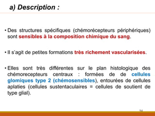 a) Description :
• Des structures spécifiques (chémorécepteurs périphériques)
sont sensibles à la composition chimique du sang.
• Il s’agit de petites formations très richement vascularisées.
• Elles sont très différentes sur le plan histologique des
chémorecepteurs centraux : formées de de cellules
glomiques type 2 (chémosensibles), entourées de cellules
aplaties (cellules sustentaculaires = cellules de soutient de
type glial).
94
 