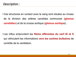 • Ces structures en contact avec le sang sont situées au niveau
de la division des artères carotides communes (glomus
carotidien) et de la crosse aortique (glomus aortique).
• Les influx empruntent les fibres afférentes du nerf IX et X
qui véhiculent les informations vers les centres bulbaires de
contrôle de la ventilation.
Description :
95
 