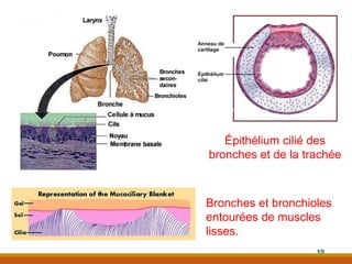 Épithélium cilié des
bronches et de la trachée
Bronches et bronchioles
entourées de muscles
lisses.
10
 