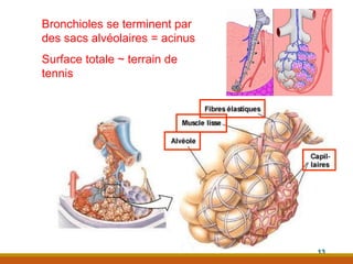 Bronchioles se terminent par
des sacs alvéolaires = acinus
Surface totale ~ terrain de
tennis
13
 