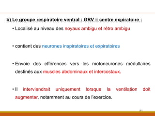 b) Le groupe respiratoire ventral : GRV = centre expiratoire :
• Localisé au niveau des noyaux ambigu et rétro ambigu
• co...
