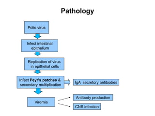 Pathology
Polio virus
Infect intestinal
epithelium
Replication of virus
in epithelial cells
Infect Peyr's patches &
secondary multiplication
Viremia
Antibody production
CNS infection
IgA secretory antibodies
 