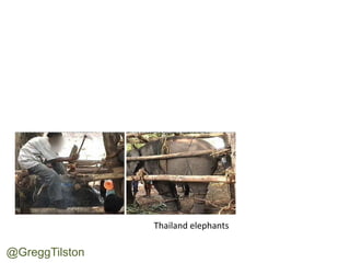 Thailand	
 elephants	
 
@GreggTilston	
 
 