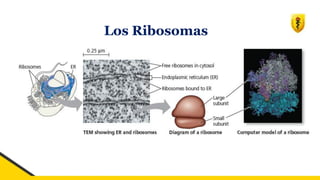 Los Ribosomas
 