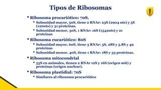 Tipos de Ribosomas
• Ribosoma procariótico: 70S.
• Subunidad mayor, 50S, tiene 2 RNAr: 23S (2904 nts) y 5S
(120nts) y 31 proteínas.
• Subunidad menor, 30S, 1 RNAr: 16S (1542nts) y 21
proteínas
• Ribosoma eucariótico: 80S
• Subunidad mayor, 60S, tiene 3 RNAr: 5S, 28S y 5.8S y 49
proteínas
• Subunidad menor, 40S, tiene 1 RNAr: 18S y 33 proteínas.
• Ribosoma mitocondrial
• 55S en animales, tienen 2 RNAr 12S y 16S (origen mit) y
proteínas (origen nuclear).
• Ribosoma plastidial: 70S
• Similares al ribosoma procariótico
 