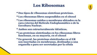 Los Ribosomas
•Dos tipos de ribosomas sintetizan proteínas.
•Los ribosomas libres suspendidos en el citosol
•Los ribosomas unidos a membrana ubicados en la
cara externa del Retículo Endoplasmático o de la
Envoltura Nuclear.
•Ambos son estructuralmente idénticos.
•Las proteínas sintetizadas en los ribosomas libres
funcionan, en su mayoría, en el citosol
•En general, las proteínas sintetizadas en el ER
son insertadas en membranas, destinadas a una
organella o para ser secretadas por la célula
 
