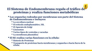El Sistema de Endomembrana regula el tráfico de
proteínas y realiza funciones metabólicas
•Las organelas rodeadas por membranas son parte del Sistema
de Endomembrana e incluyen:
• La envoltura nuclear
• El retículo endoplasmático, ER.
• El Aparato de Golgi
• Lisosomas
• Varios tipos de vesículas y vacuolas
• La membrana plasmática
•El SE realiza varias funciones en la célula:
• Síntesis de Proteínas
• Transporte de proteínas hacia membranas y organelas o hacia fuera de la
célula.
 