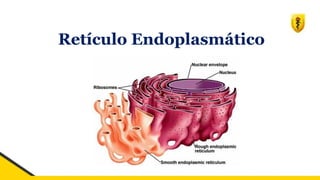 Retículo Endoplasmático
 