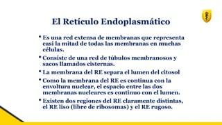 El Retículo Endoplasmático
•Es una red extensa de membranas que representa
casi la mitad de todas las membranas en muchas
células.
•Consiste de una red de túbulos membranosos y
sacos llamados cisternas.
•La membrana del RE separa el lumen del citosol
•Como la membrana del RE es continua con la
envoltura nuclear, el espacio entre las dos
membranas nucleares es continuo con el lumen.
•Existen dos regiones del RE claramente distintas,
el RE liso (libre de ribosomas) y el RE rugoso.
 