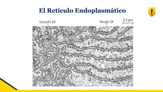 El Retículo Endoplasmático
 