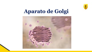 Aparato de Golgi
 