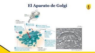 El Aparato de Golgi
 