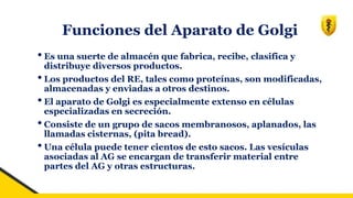 Funciones del Aparato de Golgi
•Es una suerte de almacén que fabrica, recibe, clasifica y
distribuye diversos productos.
•Los productos del RE, tales como proteínas, son modificadas,
almacenadas y enviadas a otros destinos.
•El aparato de Golgi es especialmente extenso en células
especializadas en secreción.
•Consiste de un grupo de sacos membranosos, aplanados, las
llamadas cisternas, (pita bread).
•Una célula puede tener cientos de esto sacos. Las vesículas
asociadas al AG se encargan de transferir material entre
partes del AG y otras estructuras.
 